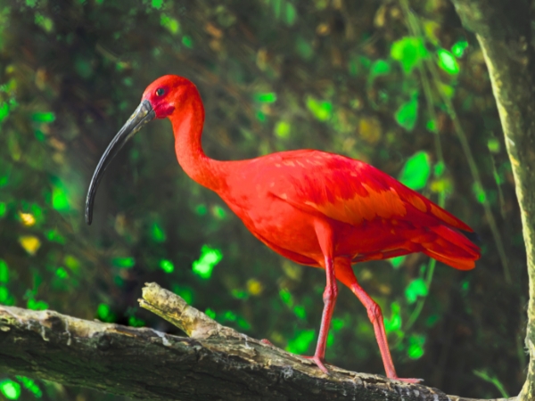 Top Birdwatching Locations in Trinidad and Tobago